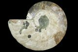 Cut & Polished Ammonite Fossil (Half) - Madagascar #149608-1
